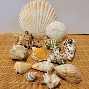 Sea Shell Assortment From Vintage Collection 13 Shells